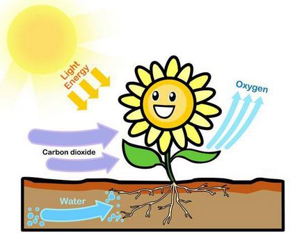 Това, което се произвежда от фотосинтеза
