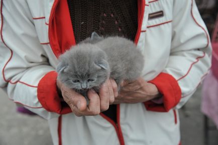 Какво е на пазара на птиче месо Какво е на пазара на птиче месо