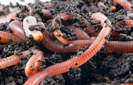 Как да се размножават в дома на червеи
