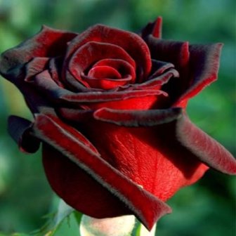 Roses клас черна магия