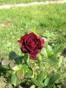 Roses клас черна магия