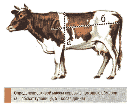Живо тегло крава