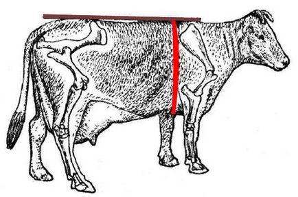 Живо тегло крава