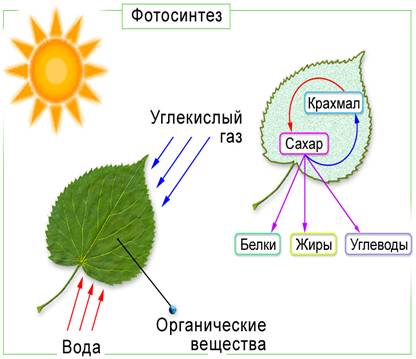 Това, което се произвежда от фотосинтеза