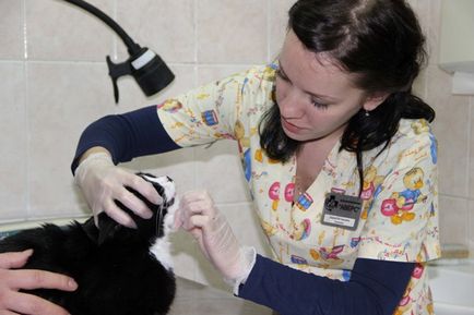 Цялостен ваксинация за котки