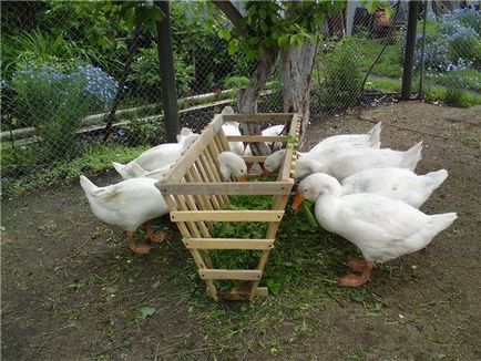 Как да расте гъски