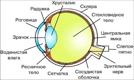 Ечемик за причините за окото, лечение на народната медицина, диагностика (снимки и видео)