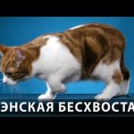 А котката е без опашка