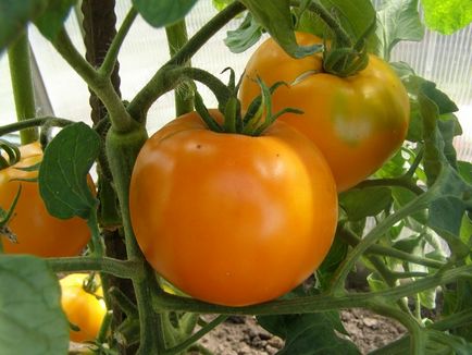 Степен жълт домат
