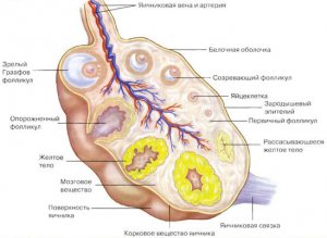 Каква е жълтото тяло на ултразвук