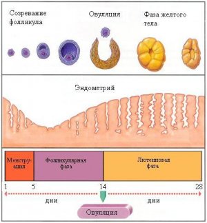 Каква е жълтото тяло на ултразвук Каква е жълтото тяло на ултразвук