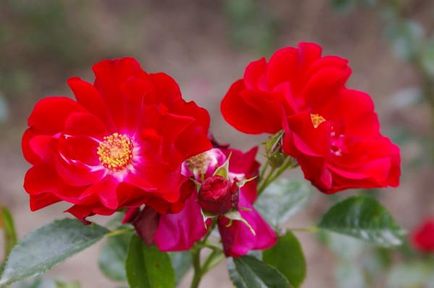 10 Най-добър Cordes рози (Rosa Кордес клас) 10 Най-добър Cordes рози
