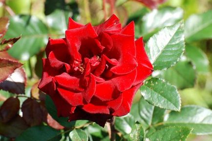 10 Най-добър Rose Cordes (най-добър) 10 Най-добър Cordes рози
