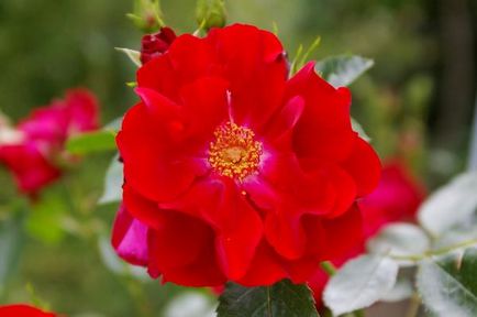 10 Най-добър Кордес Rose (разцвет лято, есен) 10 Най-добър Cordes рози