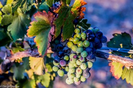 7 мита за вино, в които е необходимо да се спираме да вярваме • Дарсик пътуване - начин на живот