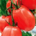 7 причини защо листата пожълтяват домати и какво да правят,