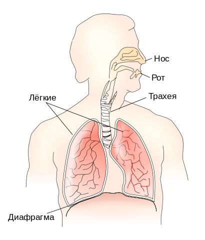 9 причини да дишат тежко и болки в гръдната кост