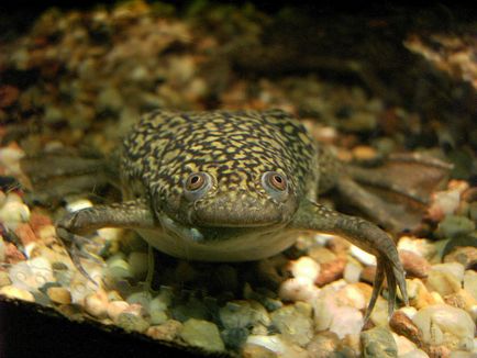 Водна жаба, снимка, поддръжка и грижи, джудже декоративни водни жаба