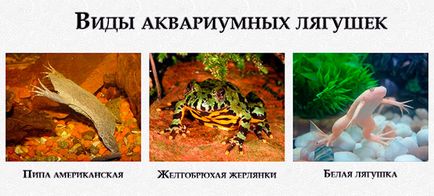 Аквариум жаба - снимки, мнения, съдържание, хранене, размножаване