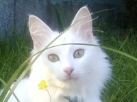 Турска ангорска котка - снимки котки, описание порода, характер