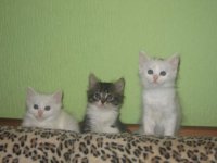 Турска ангорска котка - снимки котки, описание порода, характер