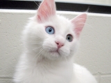 Ангорска котка котка (турска ангорска котка) се размножават описание, снимки, характер, цена и мнения