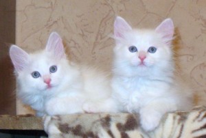 Ангорска котка котка (турска ангорска котка) описание на породата, снимка, характер, цена и мнения (ангора) Ангорска котка котка (турска ангорска котка) се размножават описание, снимки, характер, цена и мнения