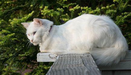 Ангорска котка котка (турска ангорска котка) се размножават описание, снимки, характер, цена и мнения