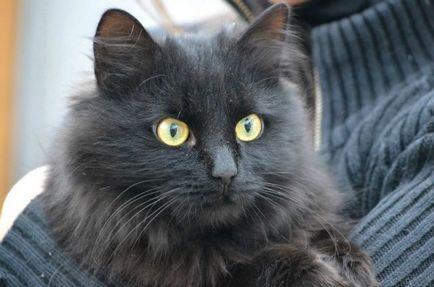 Ангорска котка сива котка порода