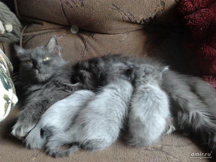 Ангорска котка сива котка порода