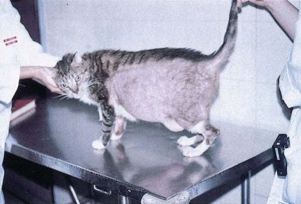 Атопичен дерматит котки, ветеринарен лекар