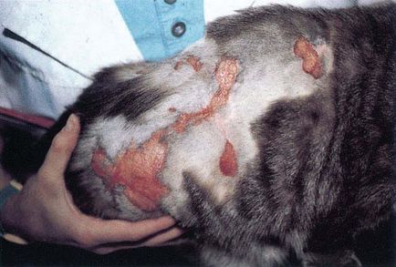 Атопичен дерматит котки, ветеринарен лекар