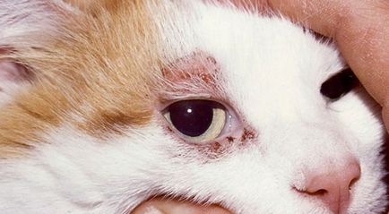 Атопичен дерматит при котки симптоми, лечение, снимка, котката и котката