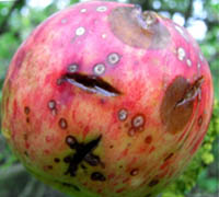 Заболявания на ябълка, свързани с недостиг на микроелементи и минерали