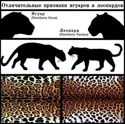 Голямата четворка (четири) Най-голямата четворка