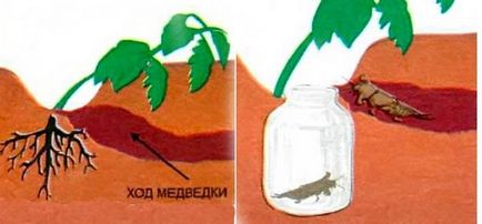 Борбата срещу Medvedkov традиционните методи, без използването на химикали в любителите на клуб градина