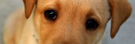 Брадавици при кучета снимка, по лицето и краката, лечение, видео, причината