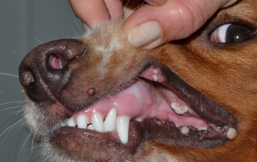Брадавици при кучета (снимка) по лицето, краката, тялото, устните, кожата, какво да правя, терапии
