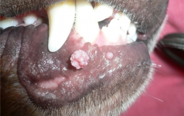 Брадавици при кучета (снимка) по лицето, краката, тялото, устните, кожата, какво да правя, терапии