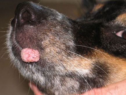 Брадавици при кучета (на крака, лицето, устните, ушите) причини и какво да правят, всичко за кучета