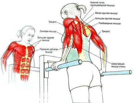 Кюлчетата, които се люлеят на мускулите и работа