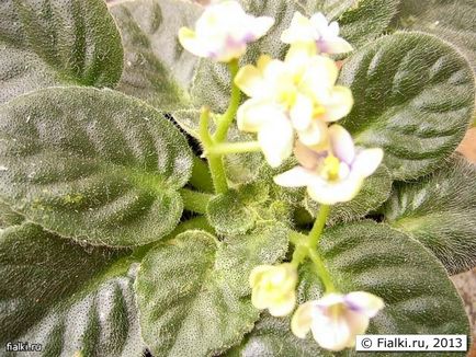 Център удебелени, усукани листа, цветята стават по-малки, виолетово (Saintpaulia)