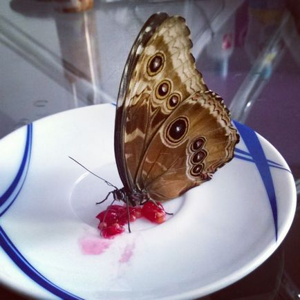 Пеперудата яде у дома си