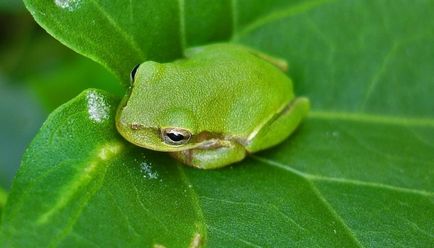 Какво да се хранят жаба у дома - в животинския свят