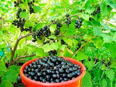 френско грозде на процеса пролетта от вредители и болести