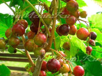 френско грозде на процеса пролетта от вредители и болести