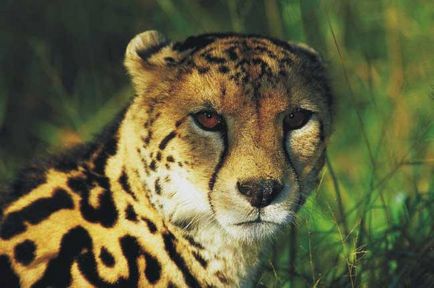 Какво е различен от леопард guepard 2