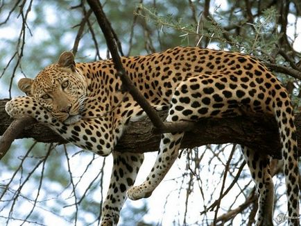 Какво е различен от леопард guepard 2