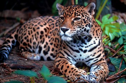 Гепардът е различен от леопарда и ягуара, каква е разликата (Leopard) Гепардът е различен от леопарда и ягуара, каква е разликата