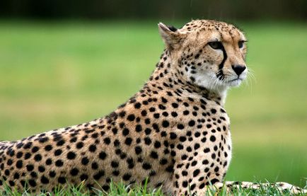 Гепардът е различен от леопарда и ягуара, каква е разликата (Leopard) Гепардът е различен от леопарда и ягуара, каква е разликата